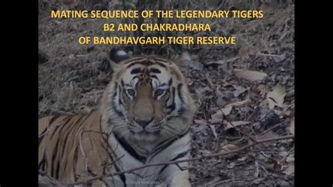 B2 And Chakradhara Tigers Mating Sequence From Bandhavgarh Jan 2004