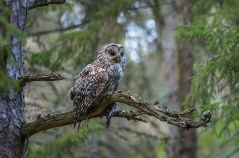 Free Photo Owl Sitting On Tree Branch In Forest