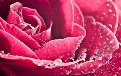The great collection of rose wallpapers for desktop, laptop and mobiles. Wallpaper - Wallpaper roos animaatjes 19
