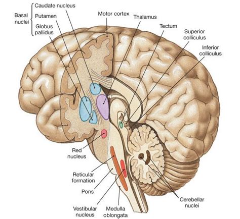 Brain Anatomy Medical Anatomy Brain Science