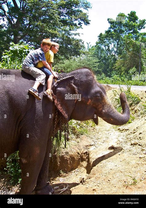 Children Riding On An Elephant And Having Fun Stock Photo Alamy