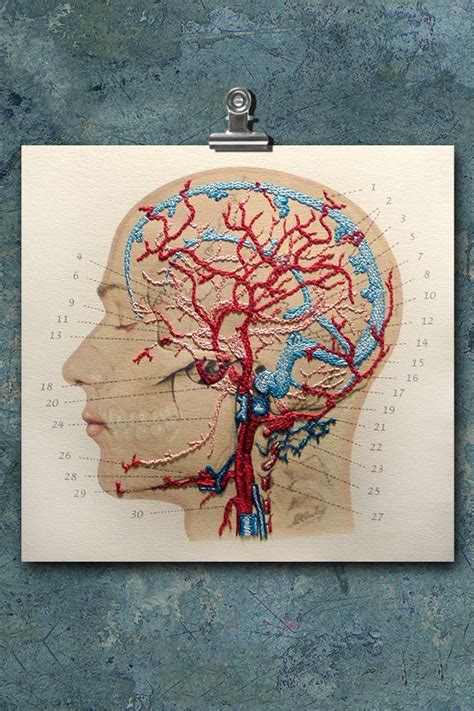 Veins And Arteries Of The Head Embroidered Anatomical Art Etsy