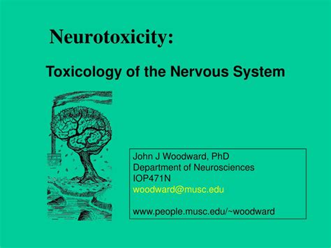 Ppt Neurotoxicity Powerpoint Presentation Free Download Id355735