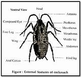 External Morphology Of Cockroach Images