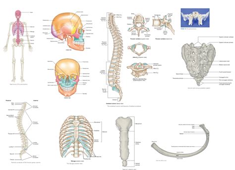 Skeletal System Vertebral Column