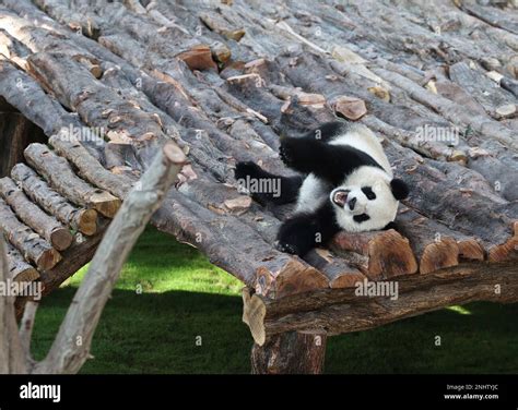 Giant Panda Si Hai Is Seen At The Panda House At Al Khor Park In Doha
