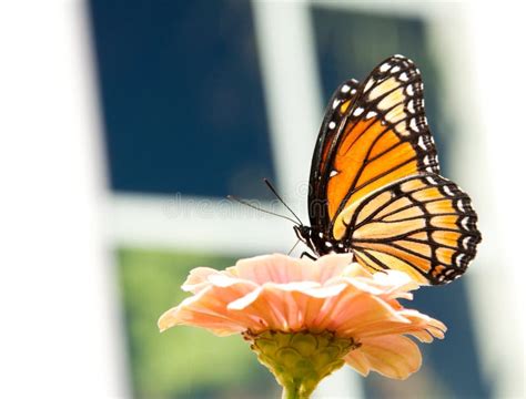 Farfalla Del Vicer Che Si Alimenta Su Uno Zinnia Arancione Chiaro