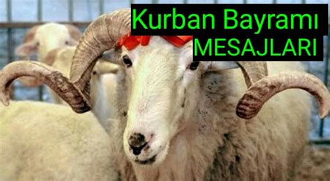 7/365 destek ve güçlü altyapısı ile En güzel kısa Kurban Bayramı mesajları! Kurban Bayramı ...