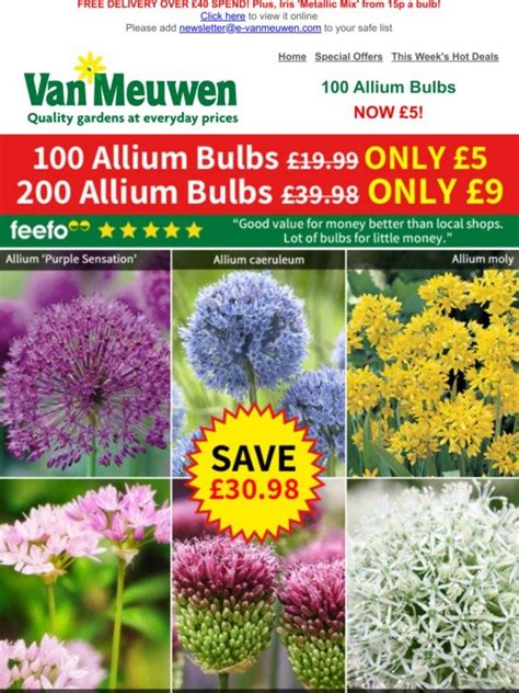 Van Meuwen 100 Alliums ONLY 5 Milled