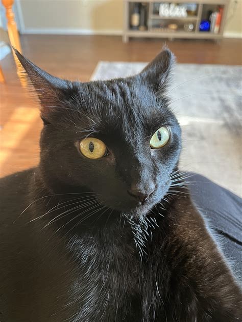 Let’s see the most unflattering photo of your pocket panther. I’ll go