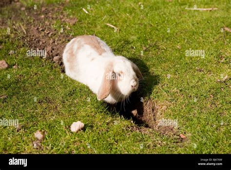 Rabbit Digging Hi Res Stock Photography And Images Alamy