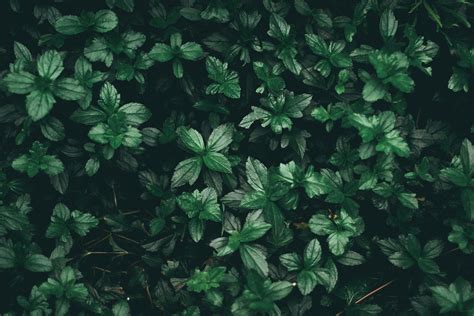 25 Greatest Desktop Wallpaper Aesthetic Green You Can Use It Without A