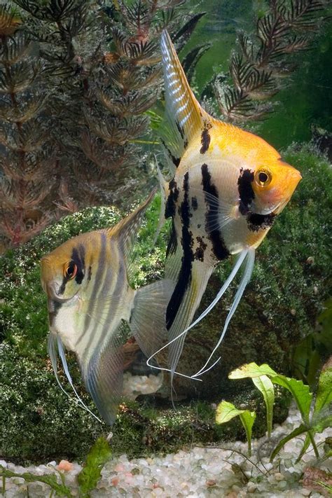 Freshwater Angelfish Species Profiles And Natural History