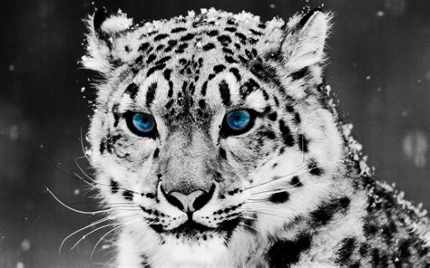 Wallpaper Snow Leopard Face Big Cat Predator 1920x1200