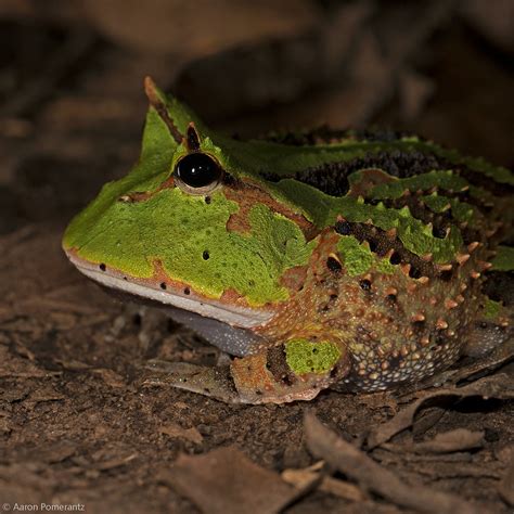 They also burrow to cool down. Pac-Man Frogs - The Voyager