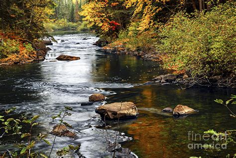 Calm Forest River In Fall Photograph By Elena Elisseeva