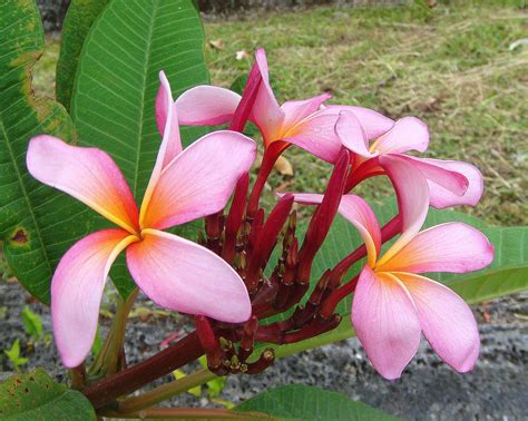 Country Livings Simple Delights Flowers Of Tonga