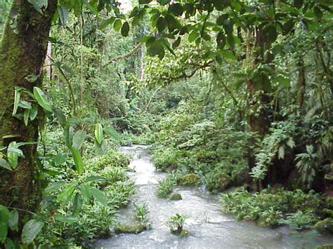 The tropical rainforest contains far more species of plants and animals than any other biome. Science Class aipcv: noviembre 2010
