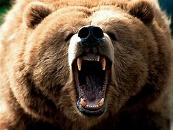 Image result for bears