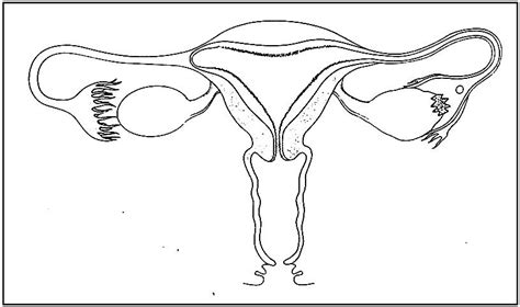 Diagramme De Cycle 4 Appareil Reproducteur Féminin Quizlet