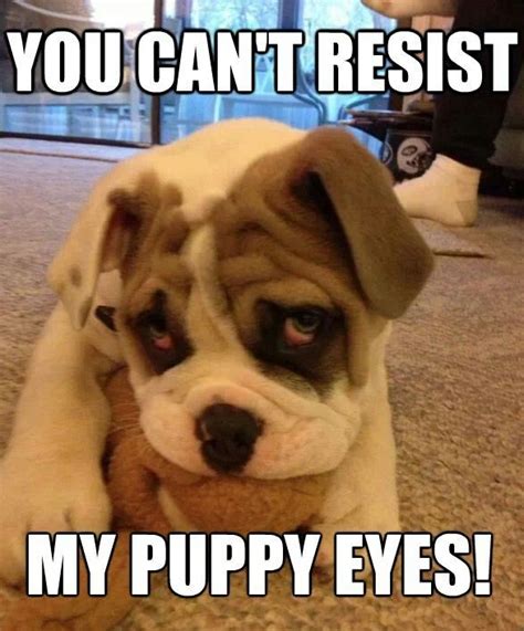 You Cant Resist Funny Dog Images Puppies Puppy Eyes