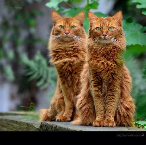 395 Best Ginger Marmalade Orange Or Red Cats Images On Pinterest