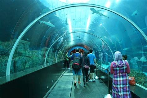 Sea Aquarium The Worlds Largest Aquarium Sentosa Singapore