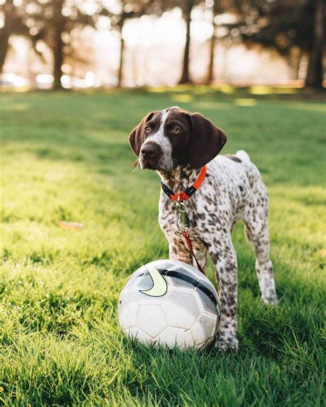 14 Pictures Only German Shorthaired Pointer Owners Will Think Are Funny ...