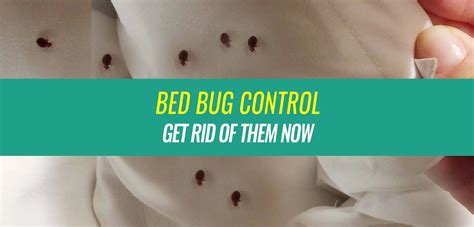 How To Find And Eliminate Bed Bugs Loveall Pest Control Maricopa