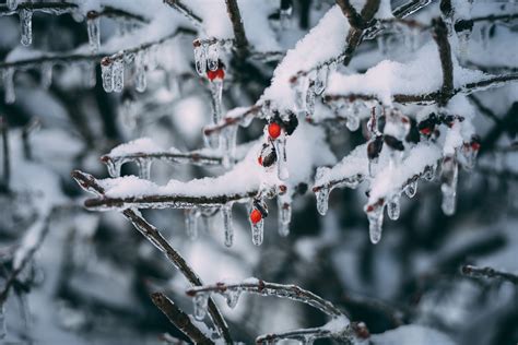 Free Images Branch Frost Freezing Ice Tree Twig Water Plant