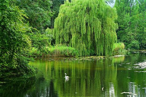 Willow Trees And Shrubs Interesting And Useful Plants Owlcation