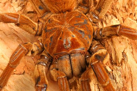 8 Horrifying Facts About The Goliath ‘birdeater Spider From South America