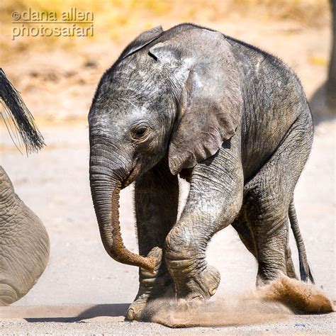 The app analyzed data from 200,000 of its users to determine the most popular first date destinations. Dana Allen PhotoSafari- Images of Africa: Blog