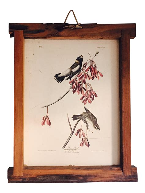 Vintage Framed Audubon Bird Print Chairish