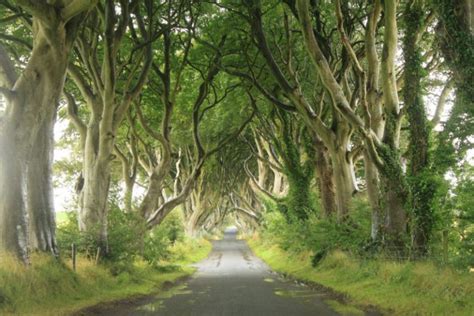 The Dark Hedges County Antrim Travel To Ireland And