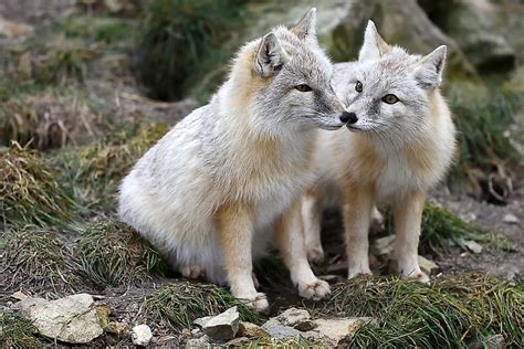 The Twelve Species Of True Foxes Worldatlas