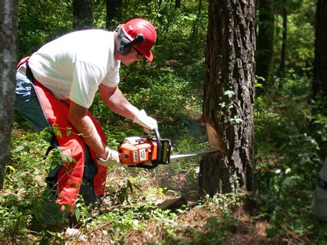 This is true even if the tree is leaning, cracked, or on the other hand, if the tree does fall on your house, that type of event is almost always covered. Certified Professional Tree Removal Service in Hornsby - Blog