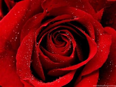 Red Roses Most Popular Rose Rose Wallpapers Beautiful Rose Red