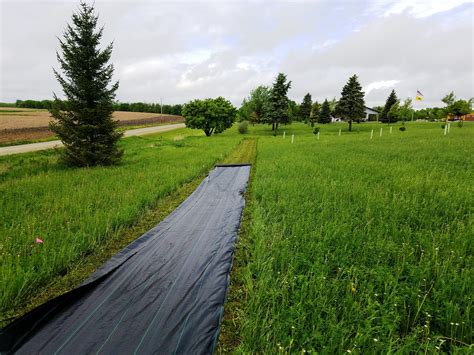 Consider the amazing australian hybrid willow. Hybrid Poplar and Hybrid Willow screen (progress pictures ...