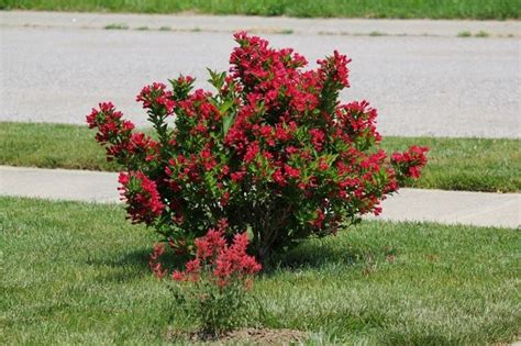 Maybe you would like to learn more about one of these? Weigela 'Sonic Bloom Red'