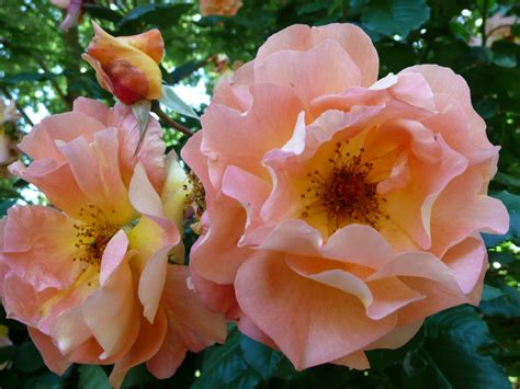 A Dozen Wonderful Apricot Roses - Marin Rose Society
