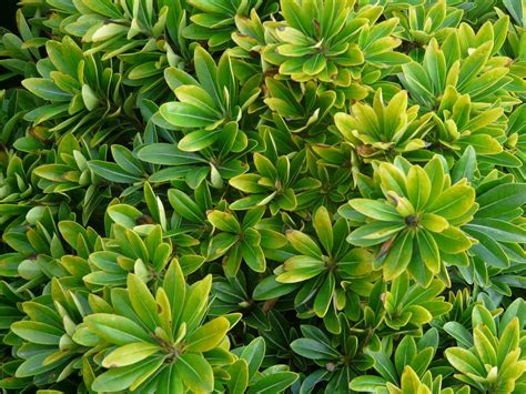 El arce japonés es una de las plantas más demandadas.su porte, su elegancia, su rusticidad, pero sobretodo sus hojas palmeadas llaman muchísimo la atención. Herbario: PITOSPORO TOBIRA ENANO