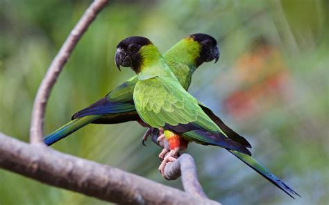 Nanday Parakeet Audubon Field Guide