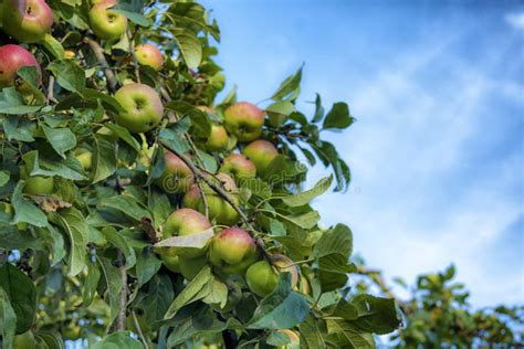 Apple Tree With Fruits And Leaves Stock Image Image Of Blue Fresh