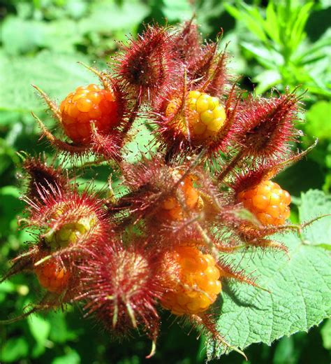 This may make their identification a little more difficult if you're only familiar with the leaves of the wild raspberry plant are pointed and toothed along the sides. Wild raspberries? No - wineberry | The National Parks ...