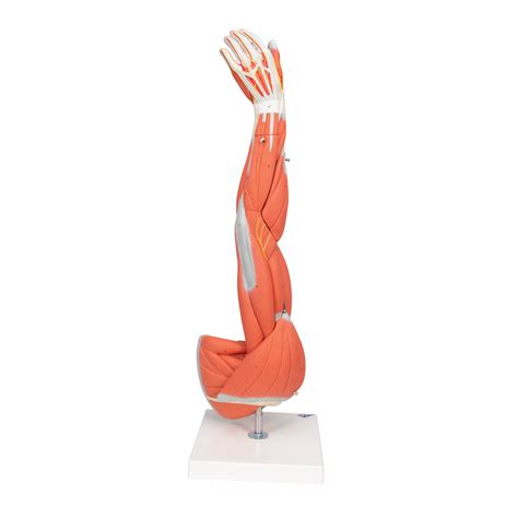 Anatomical Teaching Models Plastic Human Muscle Models Muscle Arm Model