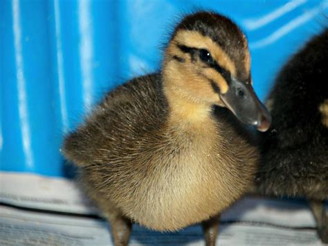 Ducks use something called a pecten to eat. Best Duck Breeds for Pets and Egg Production | HGTV