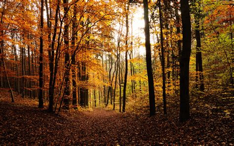 Forest Trees Autumn Path Trail Hd Wallpaper Nature And Landscape
