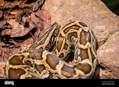 The Burmese Python Python Bivittatus Is One Of The Largest Species Of