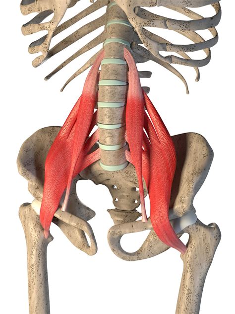 Psoas Muscle Inhibition Often Overlooked Yet Clinically Important